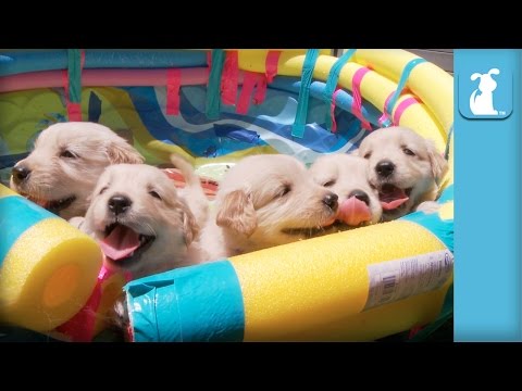 So Many Golden Retriever Puppies! (CUTE COMPILATION) - Puppy Love - UCPIvT-zcQl2H0vabdXJGcpg