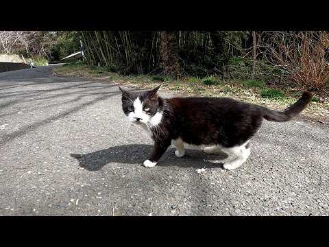 【田代島】【猫島】野良猫專用の獸道があるようです