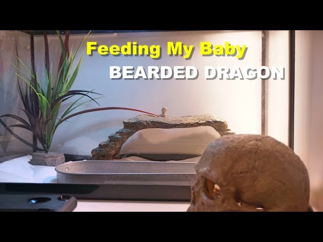How To Get A Baby Bearded Dragon To Eat?