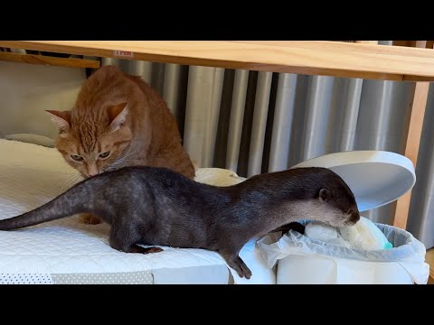 カワウソのプニプニお腹に近いものをお腹と比べてみた! I compared things that look like an otter’s squishy belly!