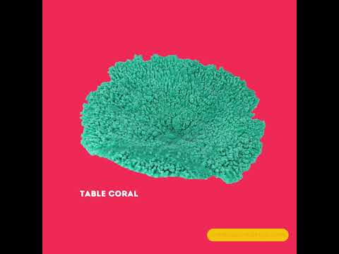 You're in for a treat! 🎉 You're in for a treat! 🎉

Enhance your underwater world with our artificial corals - the secret t