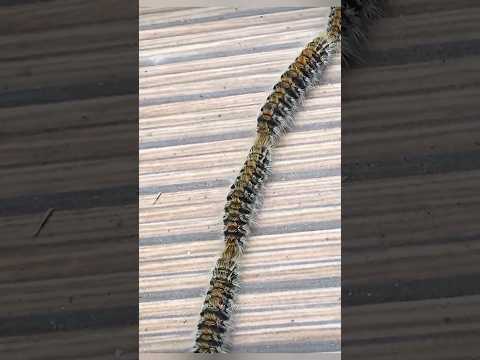 How Caterpillar Attack 🤔⁉️ #factsintelugu #telugufacts #amazingfacts #shorts #tejfacts