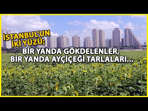 İstanbul'un İki Yüzü; Bir Yanda Gökdelenler, Bir Yanda Uçsuz Bucaksız Ayçiçeği Tarlaları