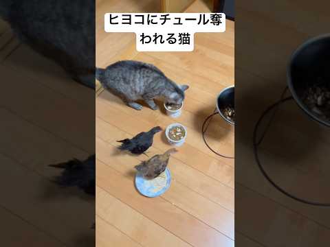 ヒヨコにチュール奪われる猫A cat has its tulle stolen by a chick
