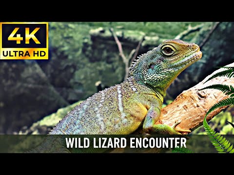 Relaxing Music With Beautiful Nature Videos 🍀 Reduce Stress, Anxiety & Depression #zarooratrishta