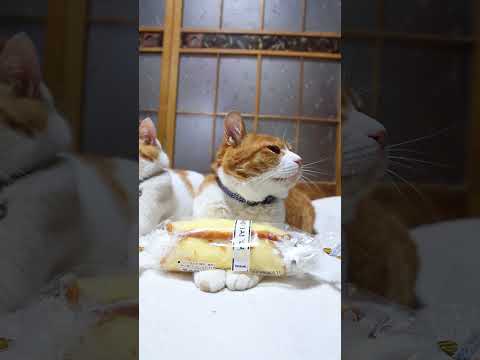 猫とバナナのほっこり癒し動画｜かわいい瞬間をお楽しみください サムネイル