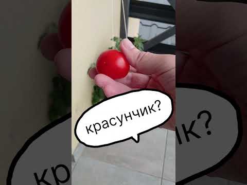 Перший помідор. Город на балконі. #garden #город #tomato