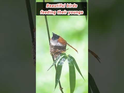 Birds lovers ❤️ #gardening #youtube #birds #public #birdslover #shorts