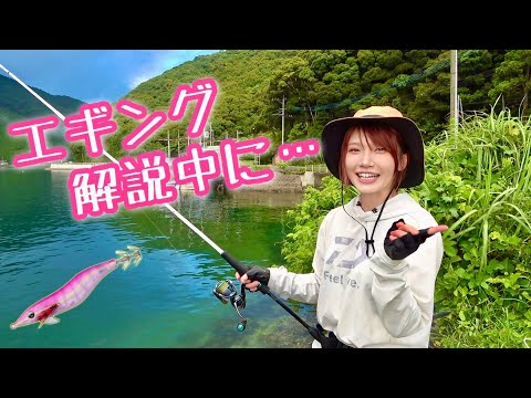 夏のエギング解説中に大きなイカが釣れちゃった！