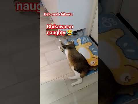 chikawa so naughty 😂 #cat #funny #memes #music #cute #catvideos #catlovers #cats #cayfunny #loves
