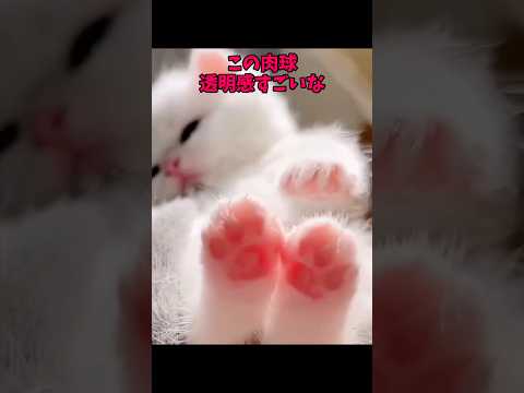 猫のかわいさと癒しを楽しむ動画特集 サムネイル