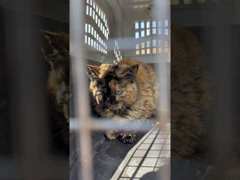 ¡Rescato un GATO de una BALSA! 😱 #animales #rescate #viral #shorts