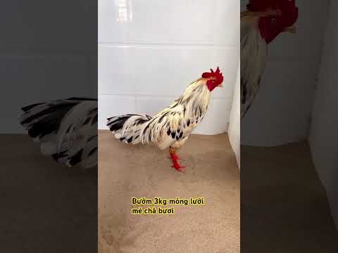 3kg móng lưỡi mẻ chà bươi ☎️0985114018 Ý