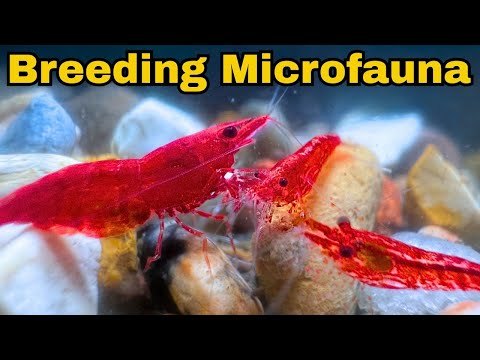 Breeding Microfauna - Shrimp, Scuds, Isopods, Blac breeding microfauna in nano tank aquariums. breeding neocardina shrimp. breeding cherry shrimp

Unco