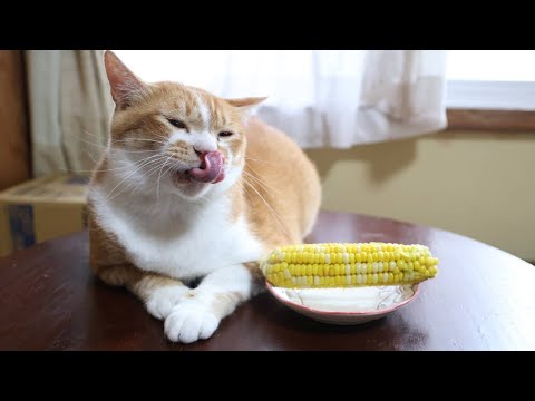 ちゃぶ台でくつろぐ猫と茹でとうもろこしの癒しシーン サムネイル