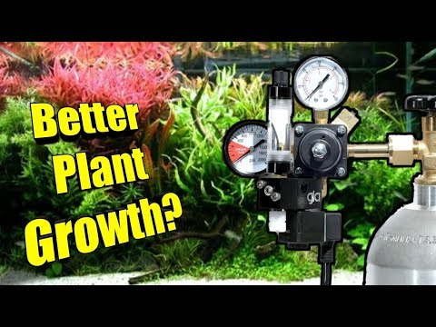 Do You Need Pressurized CO2 for a SUCCESSFUL Plant Do You Need Pressurized CO2 for a SUCCESSFUL Planted Aquarium? 

In this video I dive into a huge co