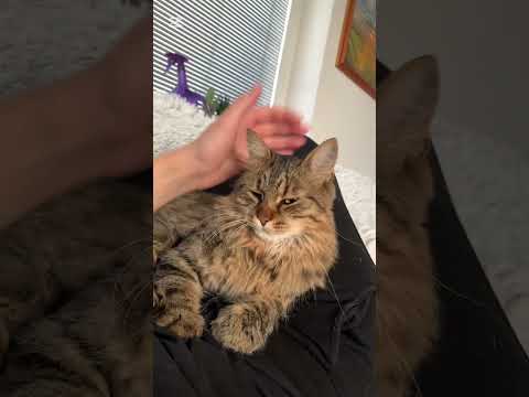 ❣️ #truelove #cat #love #lovely #short #shorts #shortvideo #happy #cute #cz