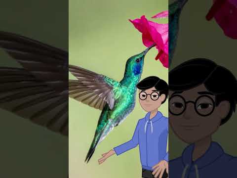 Hummingbirds: The Only Birds That Fly Backwards! 🐦🔄