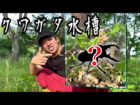 巨大なクワガタを大量に捕まえて