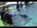 Dolphin Video in Miami