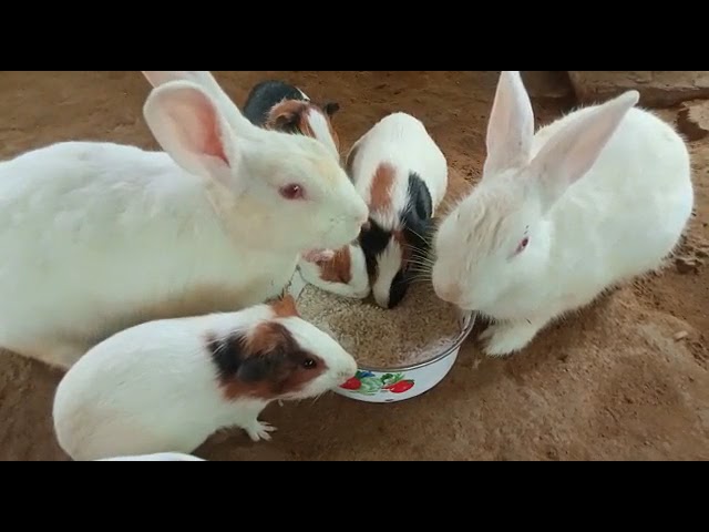 Can Rabbits Eat Guinea Pig Food? - HayFarmGuy