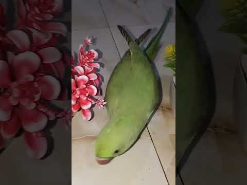 तोता मस्ती कर रहे ll 🦜🩷💖✨🌺🌸🌟 #trending #shorts #parrot #masti #video #enjoy #mithu #shortvideo