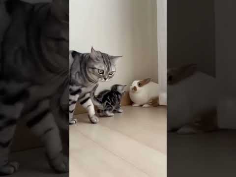 Kitten Too Excited, Bunny Too Shy… Cat Mom Saves the Day ❤️🐾子猫はワクワク、うさぎはドキドキ…ママ猫がやさしく仲直りさせた#cutepets