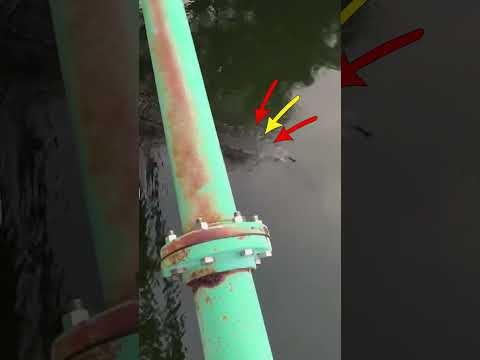 COCODRILOS BAJO PUENTE