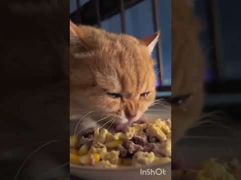 INILAH KABAR GEMBIRA DARI RASULULLAH BAGI ORANG YANG MEMELIHARA KUCING