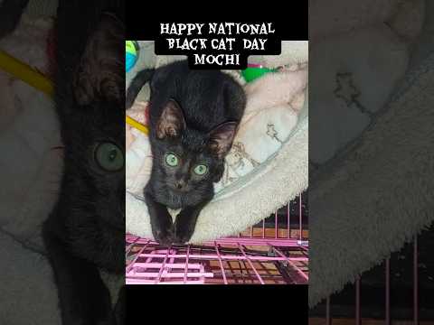 Happy National Black Cat Day #cat #adoptstrays #catslifeph #kitten