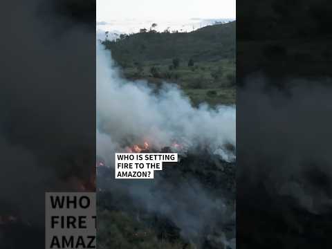 Brazil: who is setting fire to the Amazon?