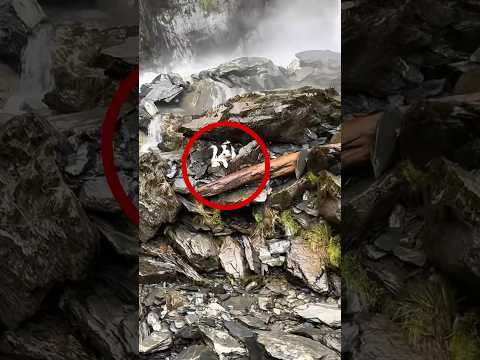 this dog was FOUND after 1 week in the forest