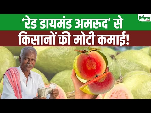 Red Diamond Guava की खेती: सिर्फ 6 महीने में लाखों की कमाई, पाएं सरकार से सब्सिडी!। Guava Farming