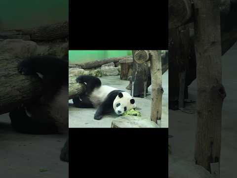 圓寶腳跨樹幹玩布好可愛💕🤣 #panda #zoo #cute #貓熊 #熊貓 #yuanbao #taipeizoo #台北市立動物園 サムネイル