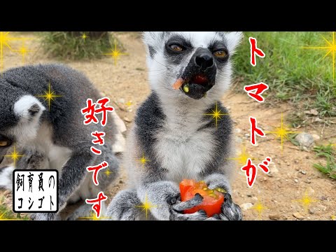 ついにトマト収穫のとき!ワぉキツネザルを満足させることはできるのか!?【飼育員のコシゴト】