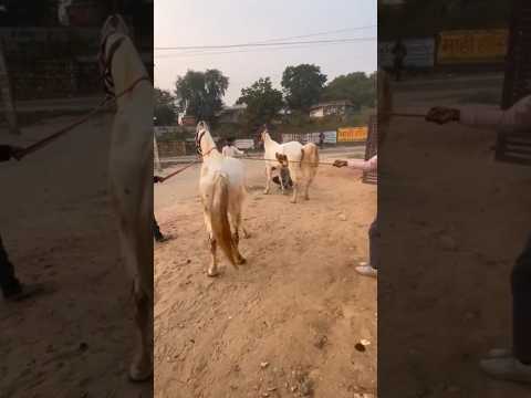 ghodi covering #shorts #horse #horselover #horseriding #animals #covering #ghoda #