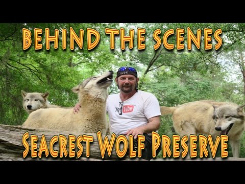 Behind the Scenes: Seacrest Wolf Preserve!!! (04.18.2016) - UC18kdQSMwpr81ZYR-QRNiDg