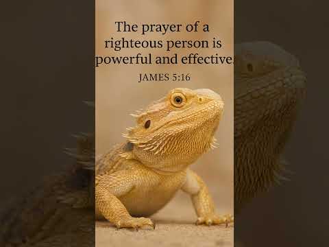 #music #cute #christianmusic #love #christiansongs #dailybibleverse #beardeddragon #cute #petlover