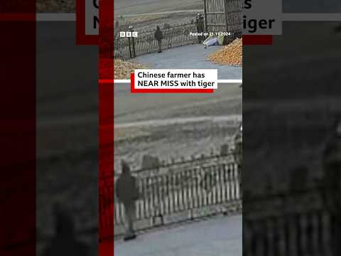 Chinese farmer has near miss with tiger. #China #Tiger #BBCNews