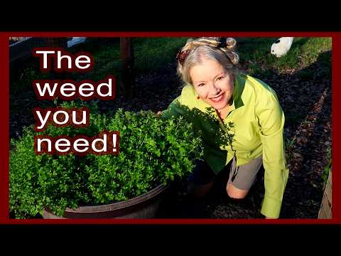 MEDICINAL CHICKWEED | Tincture, Salad, Benefits