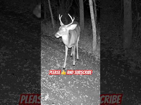 UP CLOSE WITH A MAJESTIC BUCK at Night | Rare Deer Encounter in the Wild #shorts