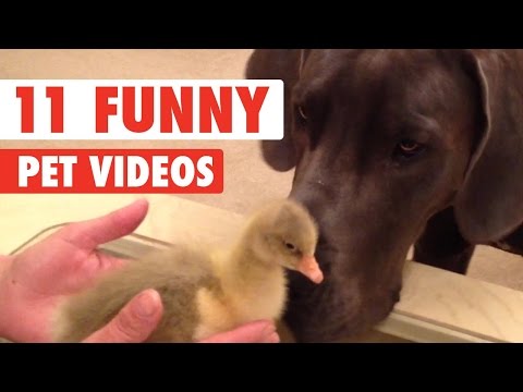 11 Funny Pet Videos Compilation 2016 - UCPIvT-zcQl2H0vabdXJGcpg