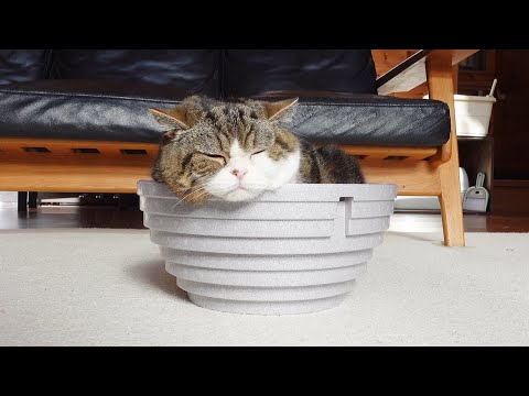 メダカ用の発泡丸鉢が気に入ったねこ。-Maru likes the styrofoam bowl for Japanese medaka.-