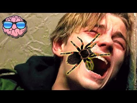 Top 10 MOST DANGEROUS Spiders In The WORLD! - UCa03bf8gAS2EtffptV-_jfA