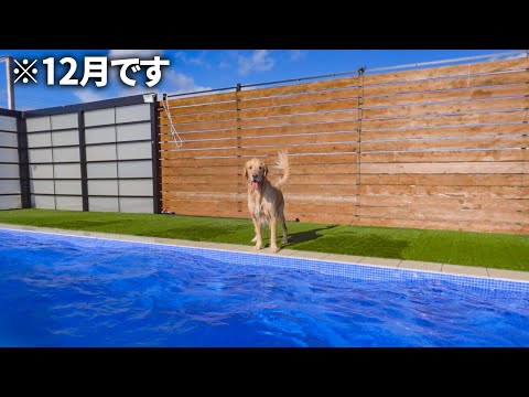 一人だけ季節感がおかしい愛犬