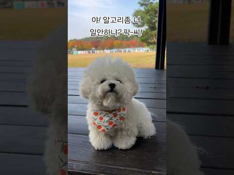#강아지 #솜뭉치 #반려견 #강아지브이로그 #애견영상 #cute #cutedog  #cute  #비숑 #미니비숑 #산책 구독과 좋아요 그리고 왕만두씨는 사랑임니당~♡♡♡