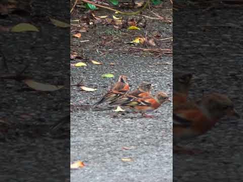 あ!トリがたくさん(文字なし)