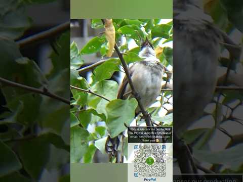紅耳鵯樹上鳴叫和起跳 #bird #birding #wildlife #公園 #大自然 #生態攝影 #趣味 #野生動物 #自然 #wings #鳥 #nature #cute #hk #動物 #鳥類