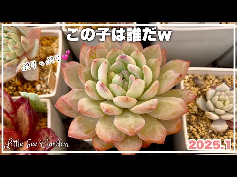 【多肉植物】1月末のベランダの多肉【ガーデニング】