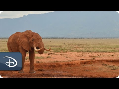 Disney Helps ‘Reverse the Decline’ of Elephants | Disney’s Animal Kingdom - UC1xwwLwm6WSMbUn_Tp597hQ